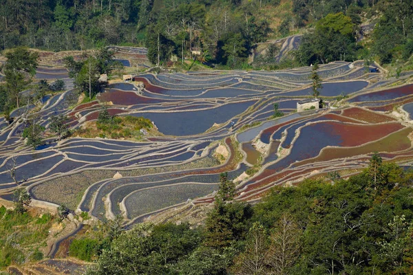Terraços de arroz de Yunnan, China. Os famosos campos de arroz em terraços — Fotografia de Stock