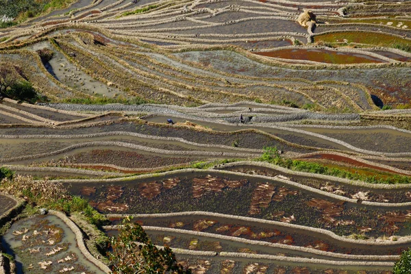 Terrazas de arroz de Yunnan, China. Los famosos campos de arroz en terrazas — Foto de Stock