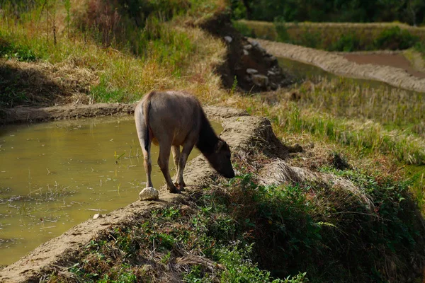 Yunnan, Çin'in pirinç tarlalarında otlayan bir su bufalosu. — Stok fotoğraf