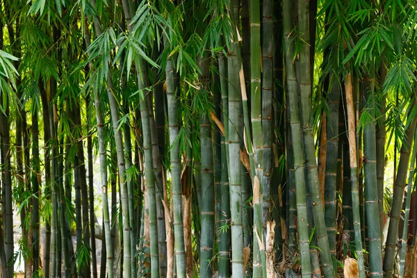 Bambusové rostliny v zahradě Konfucius chrámu v Číně. Jianšui, Yunnan, Čína — Stock fotografie