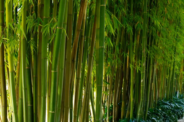 Bambusový klacek v zahradách města Kunming. Yunnan, Čína — Stock fotografie