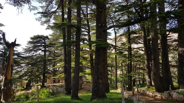 Οι κέδρους του Θεού είναι ένα από τα τελευταία υπολείμματα των δασών του Λιβάνου στο Λίβανο — Φωτογραφία Αρχείου