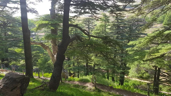 The Cedars of God are one of the last vestiges of the forests of the Lebanon cedar in Lebanon