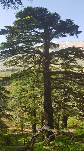 The Cedars of God are one of the last vestiges of the forests of the Lebanon cedar in Lebanon