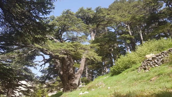 Os cedros de Deus são um dos últimos vestígios das florestas do cedro do Líbano no Líbano — Fotografia de Stock