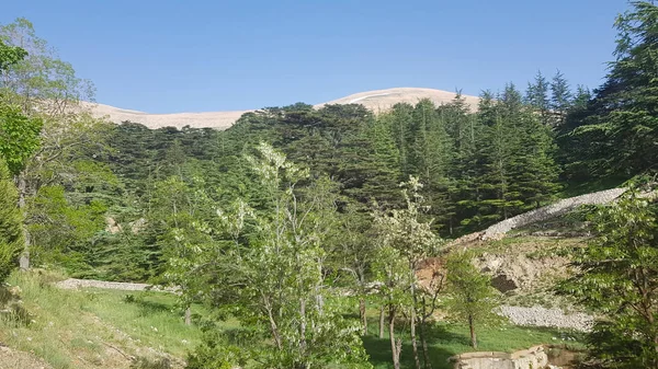 The Cedars of God are one of the last vestiges of the forests of the Lebanon cedar in Lebanon