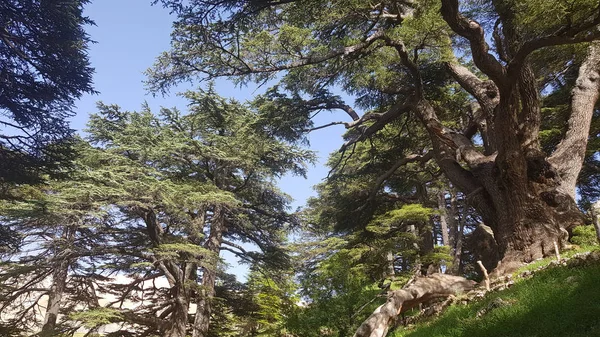 The Cedars of God are one of the last vestiges of the forests of the Lebanon cedar in Lebanon