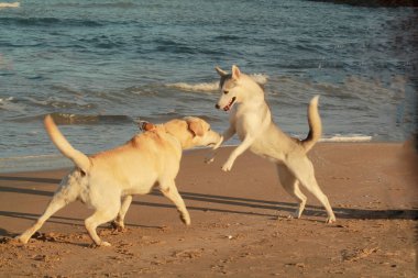 Deniz kenarında oynarken ttwo köpekler