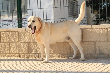 güzel beyaz köpek de yol yaz