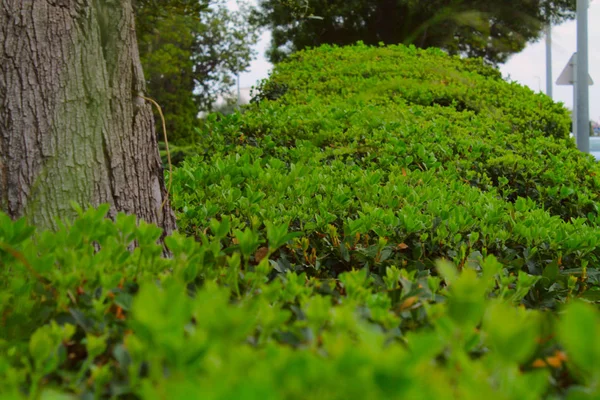 绿色的灌木 美丽的风景 — 图库照片