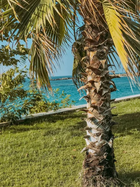 Blauer Himmel Lage Palme — Stockfoto