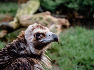 bir akbaba bir yeşil arka plan yakın çekim, baş üstünde baş sağa döndü. Kartal mesafe içine görünüyor.
