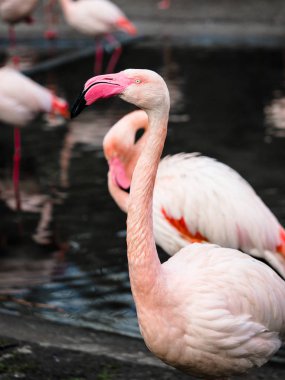 Fotoğraf güzel pembe flamingo grup açık havada, ot ve su birikintisi içinde dinlenme Flamingo.