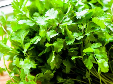Yeşil kişniş bitkileri, Salantro veya Çince maydanoz, taze yeşil kişniş sebze.
