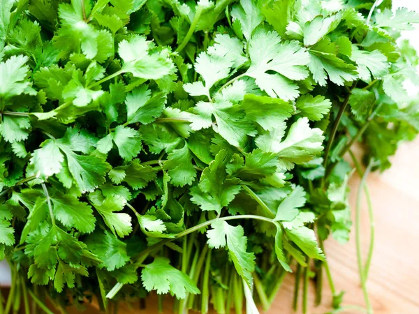 Green coriander plants, cilantro or Chinese parsley, Fresh green coriander vegetable.