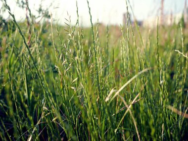 Arka plan ve doku, doğal ve güzel mavi gökyüzü ile çim closeup.