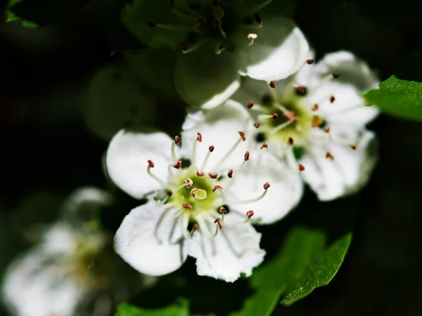 Bahar çiçek elma çiçek çiçek açmış — Stok fotoğraf
