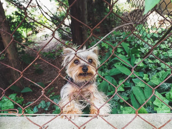 Angry, cute dog, york protecting his garden behind fence, small dog