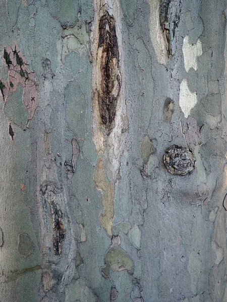 Bright white, blue tree bark texture with knots, discoloration and cracks for ads, advertisements or mock up.