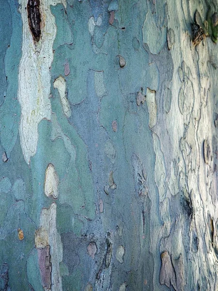 Bright white, blue tree bark texture with knots, discoloration and cracks for ads, advertisements or mock up. — Stock Photo, Image
