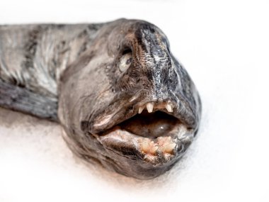 Atlantik wolffish, ayrıca seawolf olarak bilinen, süpermarkette çirkin balık