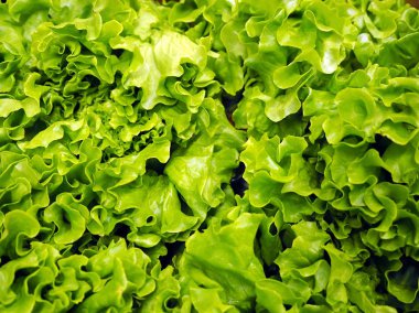 Taze yeşil marul salata yaprakları çekim. salata dokusu, büyük taze organik marul yeşil arka plan