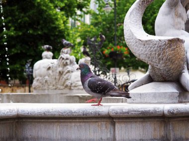 Bir bacak üzerinde duran su ve güvercin kuşları ile eski Çeşme, kanat, uçan. Arka planda güzel sıcak renkler