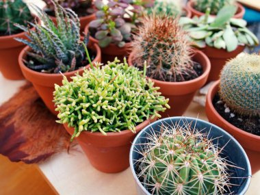 Küçük bir tencere güzel yeşil kaktüs bitki, kaktüs bahçesinde pot Cactus. seçici odak, küçük saksılar toplama sulu meyveler. Rustik iç.