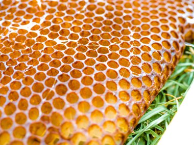 Çim üzerinde bal olmadan arı doğal petekler balmumu.