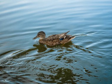 Yaz aylarında bir nehirde ördek yüzme, Avrupa, Polonya.