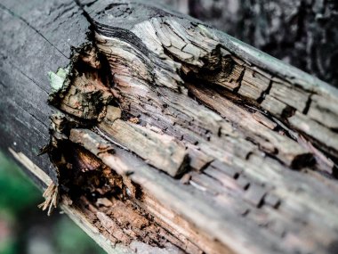 Ormandan yaşlı ahşap kırık doku.