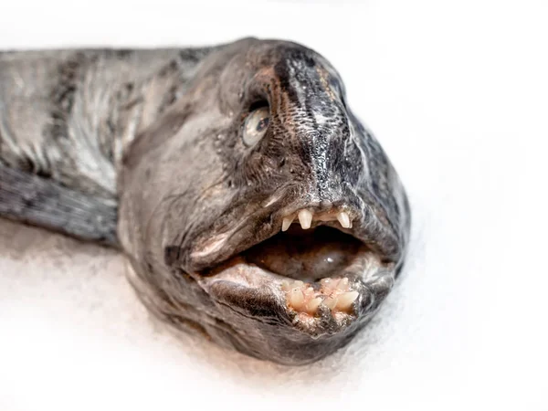 Atlantic wolffish, más néven Seawolf, csúnya hal a szupermarketben — Stock Fotó