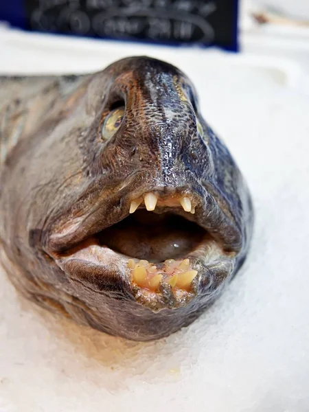 Atlantic wolffish, also known as the seawolf, Atlantic catfish, ocean catfish, devil fish, wolf eel, Ugly fish in the supermarket — Stock Photo, Image
