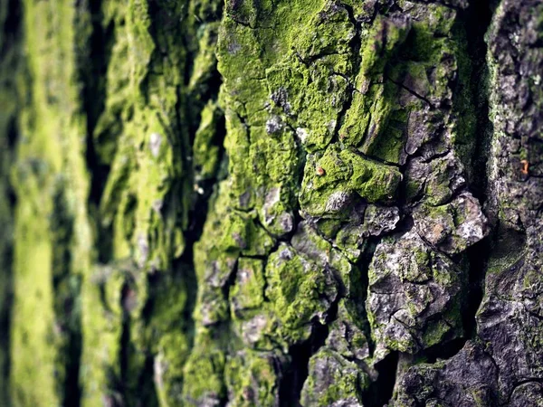 苔藓覆盖了老木纹理背景。树皮与绿色植物的纹理. — 图库照片