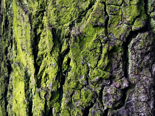 Old tree bark with green moss and crack on the texture — Stock Photo, Image