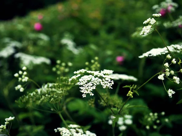 Çiçeklenme, çiçek, civanperçemi beyaz çiçekler, yeşil bitki, makro, yaz çayır — Stok fotoğraf