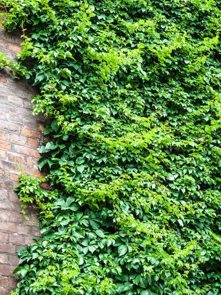 Closeup of brick wall with ivy on the sides, Green plants on old texture brick wall, background, detailed pattern covered in ivy,