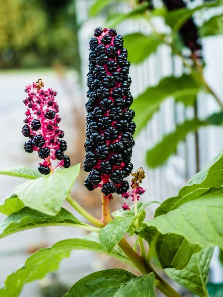 Phytolacca americana, American pokeweed, simply pokeweed, herbaceous perennial plant Phytolaccaceae growing up. It is native to the eastern United States and has significant toxicity. — Stock Photo, Image