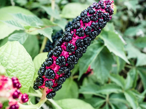 Phytolacca americana, americká pošťačka, jednoduše pokušková, perletá rostlina Fytolaccaceae. Je nativní pro východní Spojené státy a má značnou toxicitu. — Stock fotografie