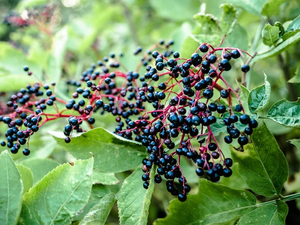 A Sambucus az Adoxaceae családba tartozó zárvatermő nemzetség. Különböző Specie közismert nevén bodza vagy bodza, fekete bodza, európai idősebb, az Európai bodza kitermelése. — Stock Fotó