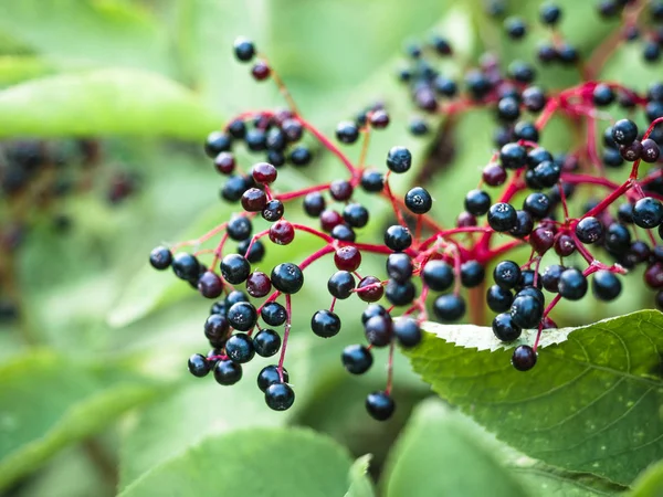 Branches of a plant of a black elder in the garden on blurred background. Wild Elder Berries ripen in the summer sun. — Stock Photo, Image
