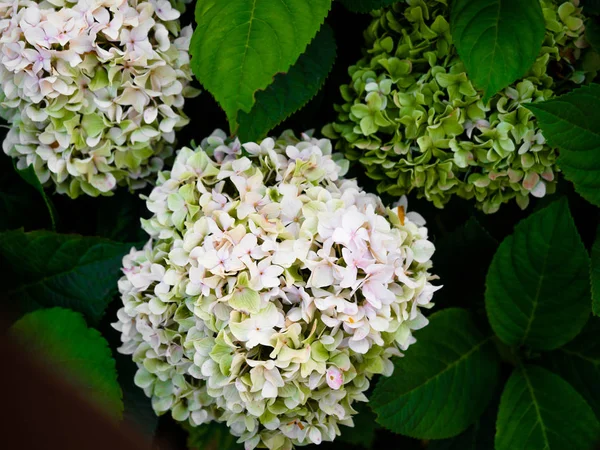 Hydrangea Flowers, Colorful white, green hydrangeas flowers in garden outside.