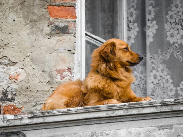 A beautiful dog is waiting, looking for owner alone who come back home at a window next to street in a city.