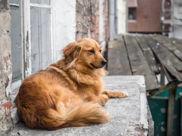 A beautiful dog is waiting, looking for owner alone who come back home at a window next to street in a city.