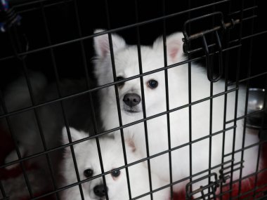 Beyaz ve güzel Japon Spitz köpekler bir kafes köpek bakım, Evcil hayvan bakım hizmeti, sahibi için bekleyen bekliyor kalmak.