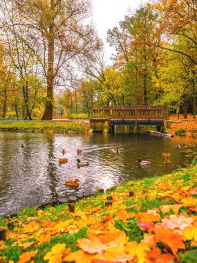 Sıcak ışık ışınları ile sonbahar orman sahne altın yeşillik aydınlatan, muhteşem sonbahar manzara nehir, köprü, sıcak güneş dolu bir doğal ormanın suda ördekler.