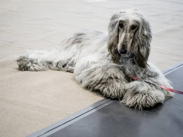 The Afghan Hound is lying on the floor at the dog event, it is distinguished by its thick, fine, silky coat and its tail with a ring curl at the end.