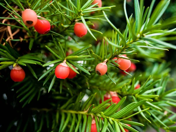Green Yew Tree with Red Berries, European Yew, Taxus baccata, Countryside Natural Scenic Backgrounds, Yew seeds.