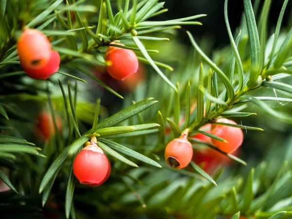 Πράσινο Yew Tree με κόκκινα μούρα, Ευρωπαϊκό Yew, Ταξιδικό απολυράτα, ύπαιθρο φυσικό γραφικό φόντο, σπόροι Yew. — Φωτογραφία Αρχείου