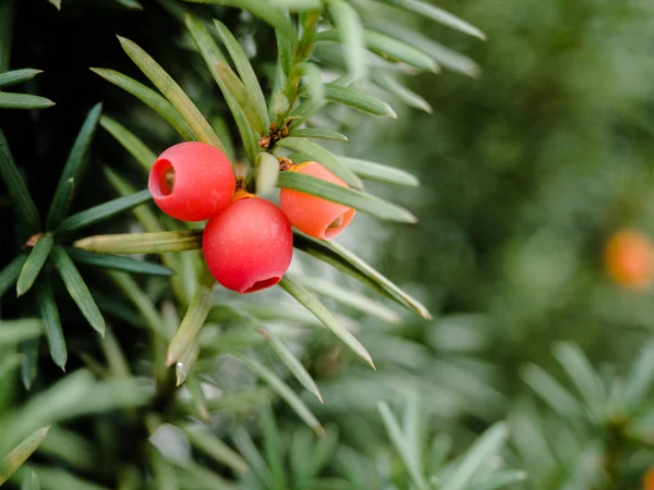 Árvore de teixo verde com bagas vermelhas, Teixo Europeu, Taxus baccata, Fundo Cênico Natural do Campo, Sementes de teixo . — Fotografia de Stock